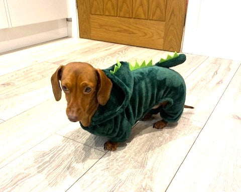 Sausage Dog Box Dachshund Dinosaur Outfit