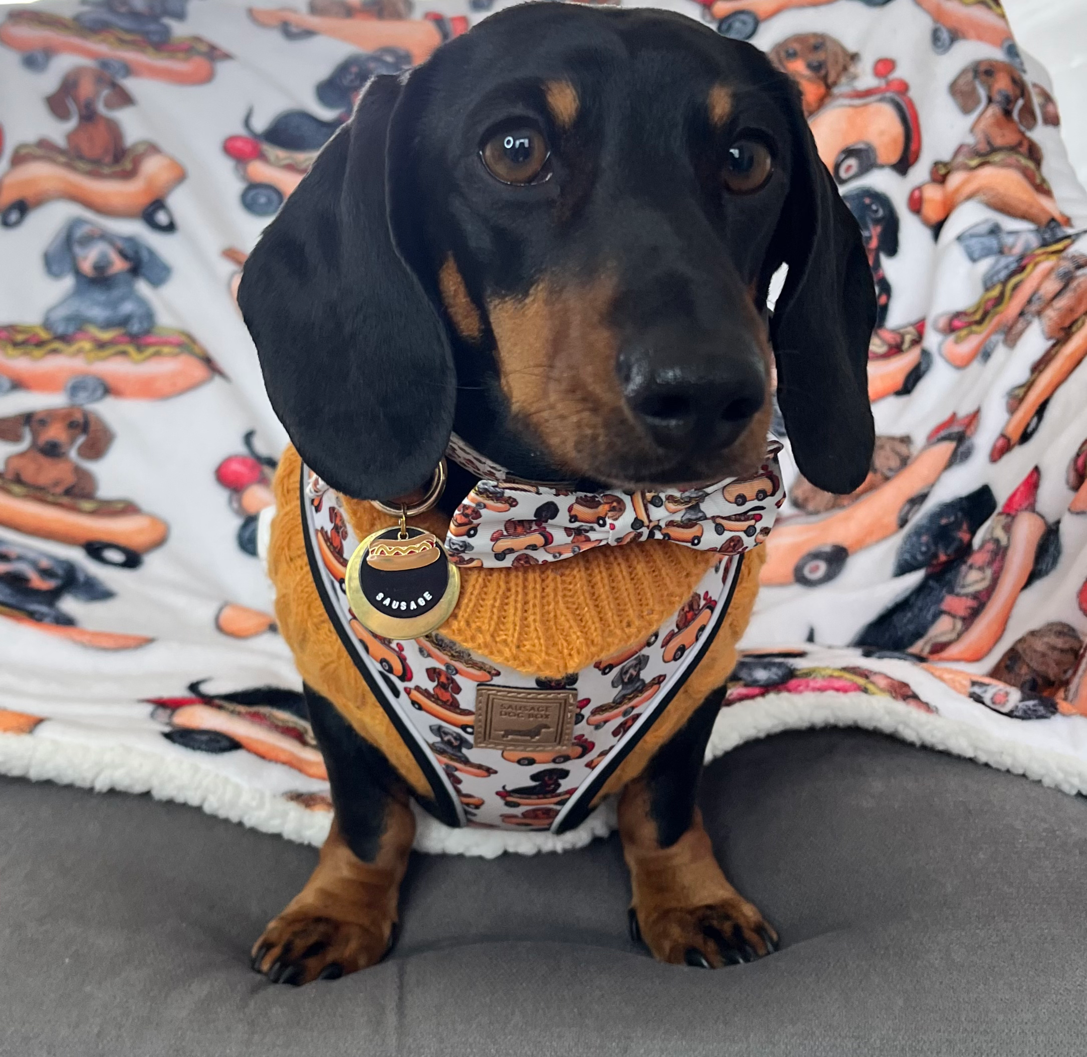 Anti-Rub Dachshund Harness - Weiner On Wheels