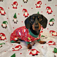 Load image into Gallery viewer, Santas Little Helper Dachshund Christmas PJ Onesie Outfit - Red
