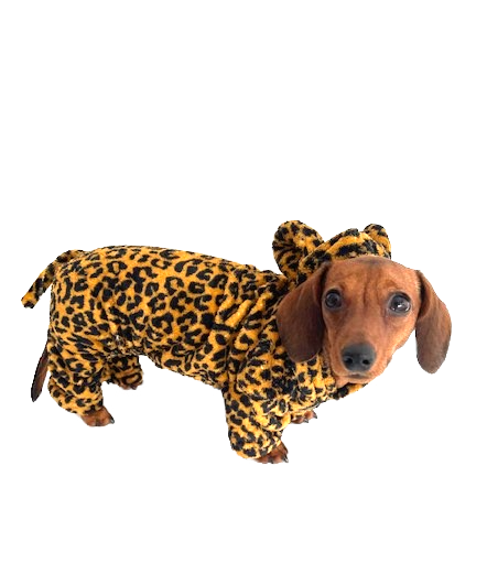 CLEARANCE - Sausage Dog Box Dachshund Cheetah Outfit