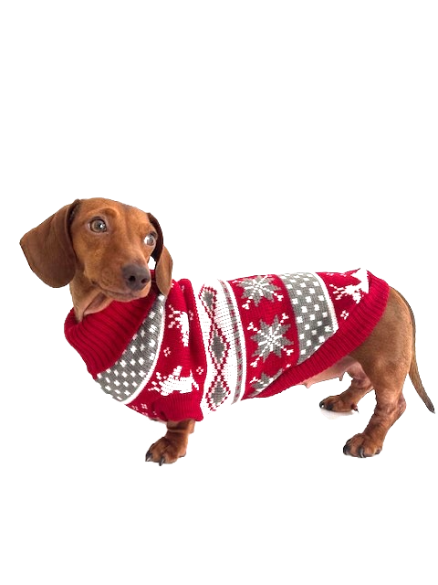 Sausage Dog Box Dachshund Winter Print Jumper