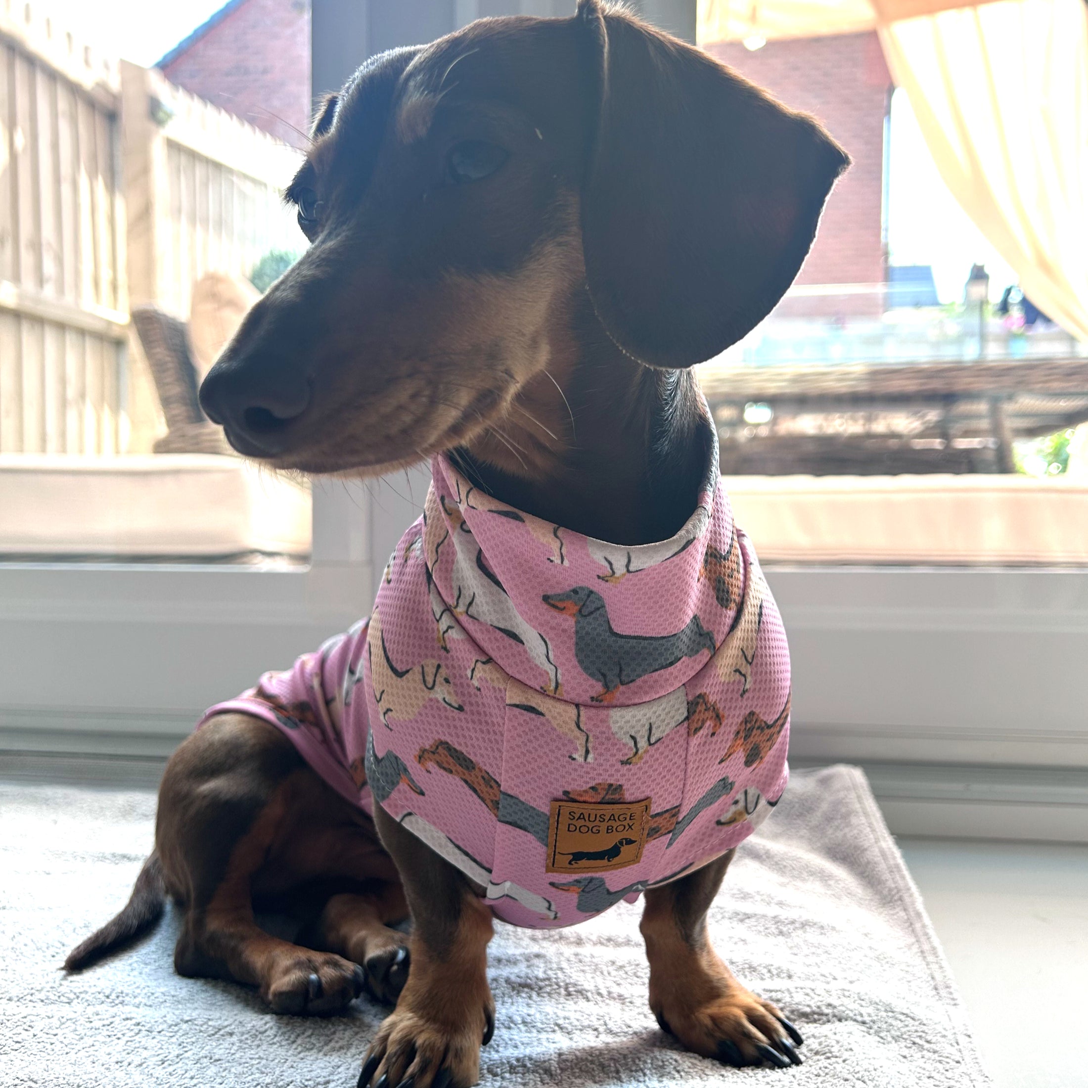Pink Sophisticated Sausage Dachshund Dog Cooling Vest | DoxieCool