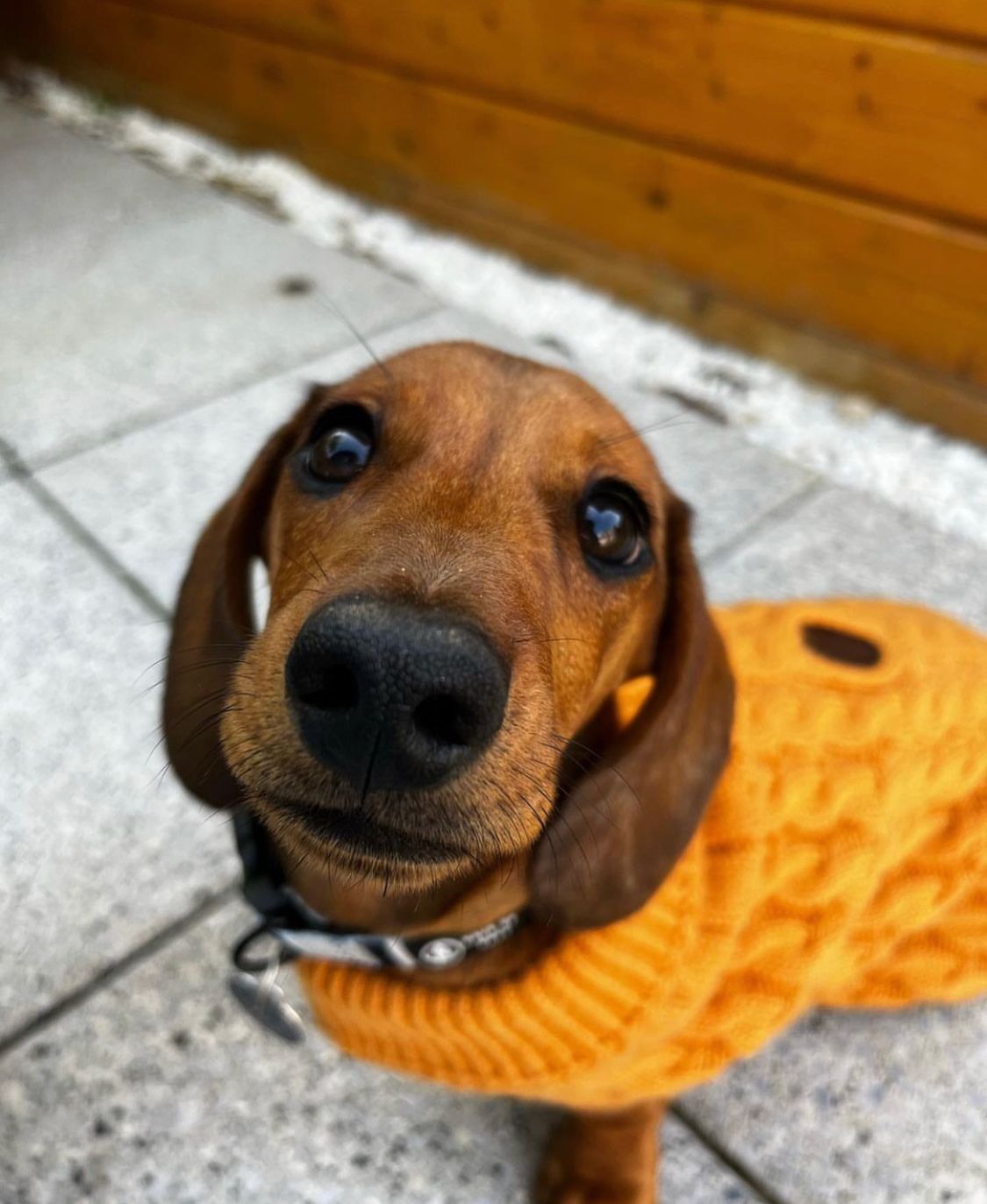 Honey Pie Luxury Cable Knit Dachshund Jumper - Sausage Dog Box