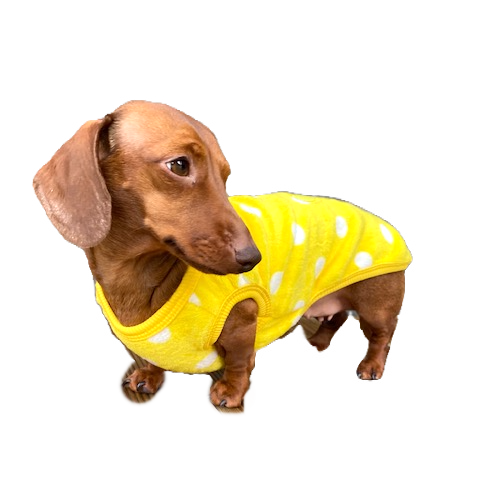 Sausage Dog Box, Dachshund Yellow Bear Fleece PJ's/Jumper