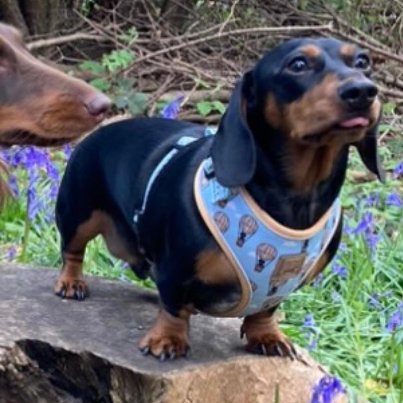 Anti-Rub Sausage Dog Harness - Up Up & Away