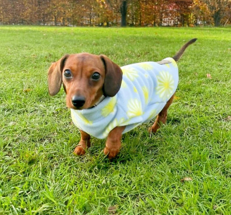 Sausage Dog Box Dachshund Designer Daisy Pullover Jumper