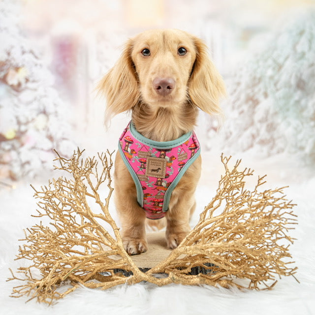 Enchanted Pink Anti-Rub Dachshund Harness