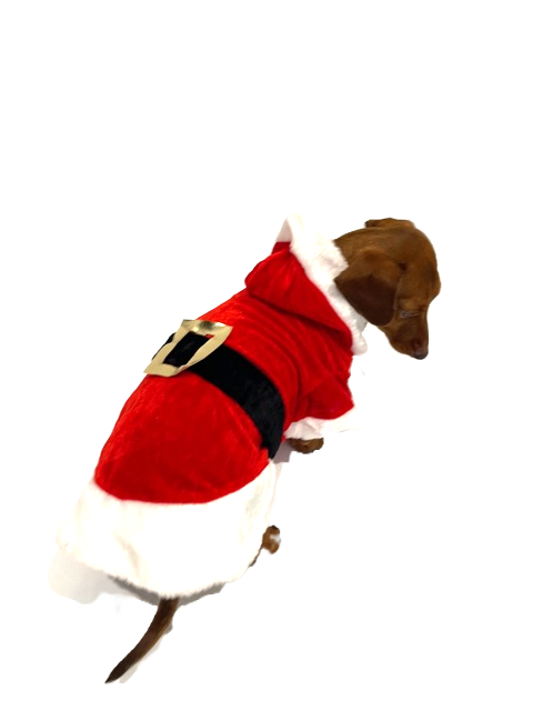 Sausage Dog Box Christmas Santa Outfit with Belt