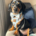 Load image into Gallery viewer, Anti-Rub Sausage Dog Harness - Up Up & Away
