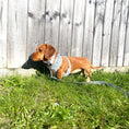 Load image into Gallery viewer, Reflective Flashing Dachshund Harness - Glow Getter
