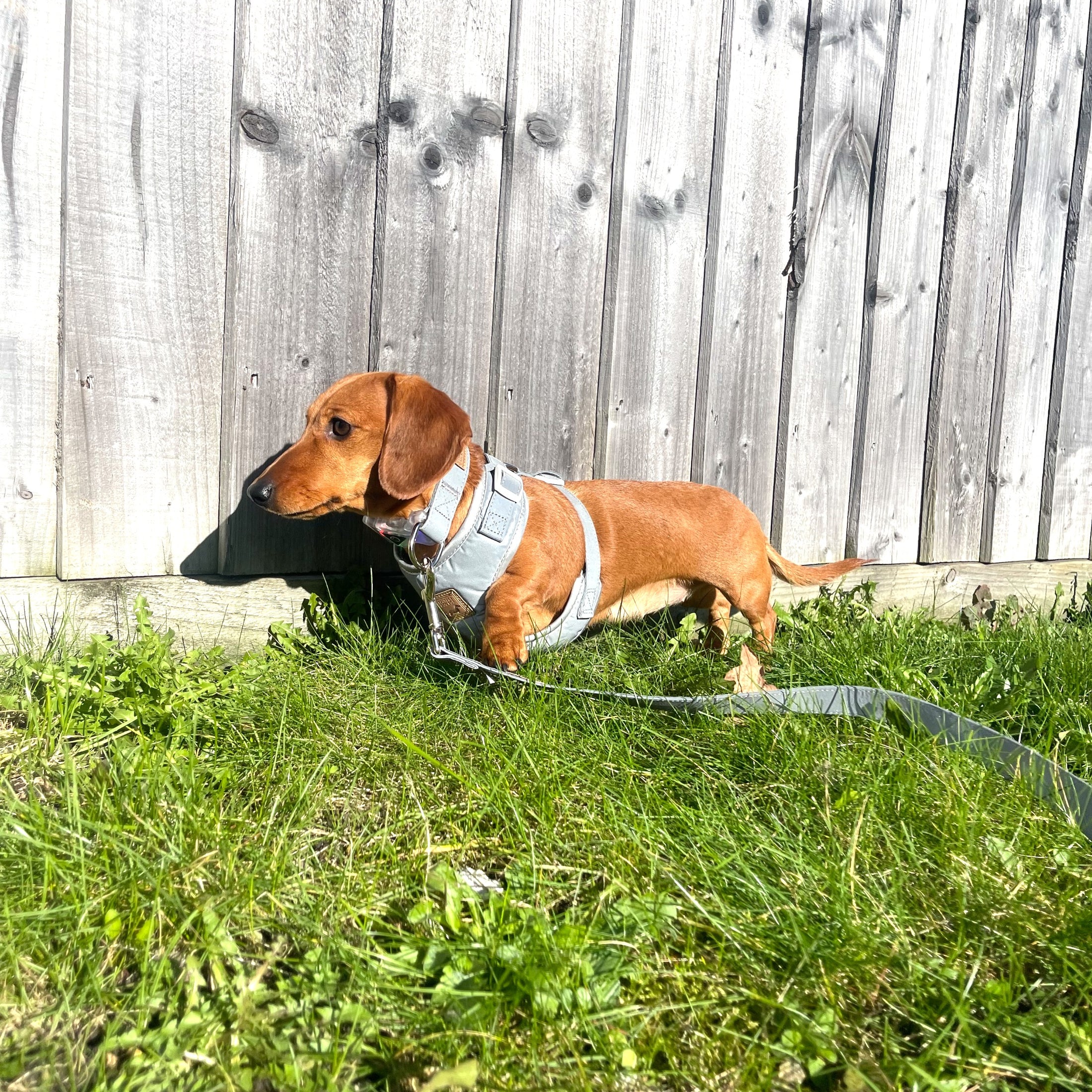 Reflective Flashing Dachshund Harness - Glow Getter