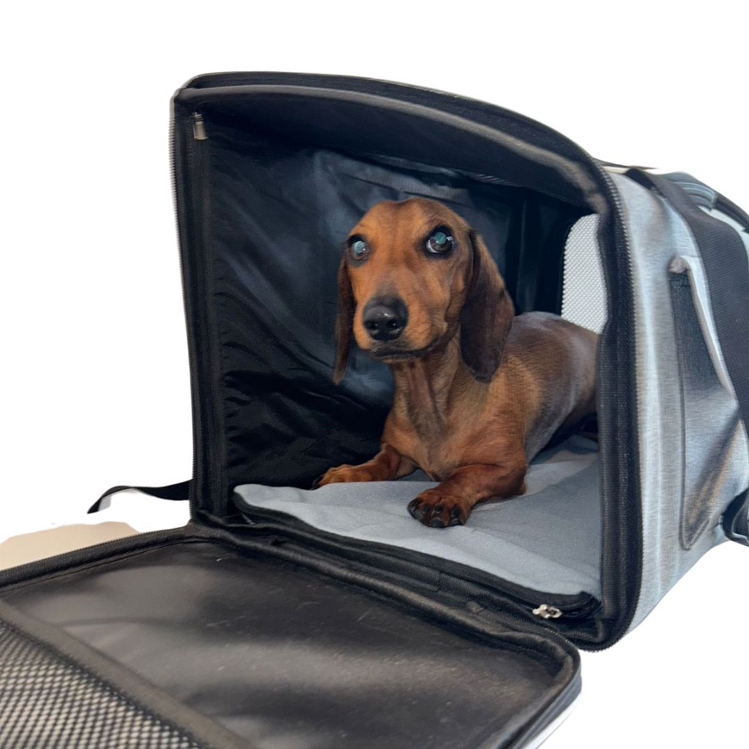 Sausage Dog Box Adventure Dachshund Backpack Carrier Airline Approved Holdall