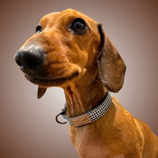 Houndstooth Dachshund Thin Collar