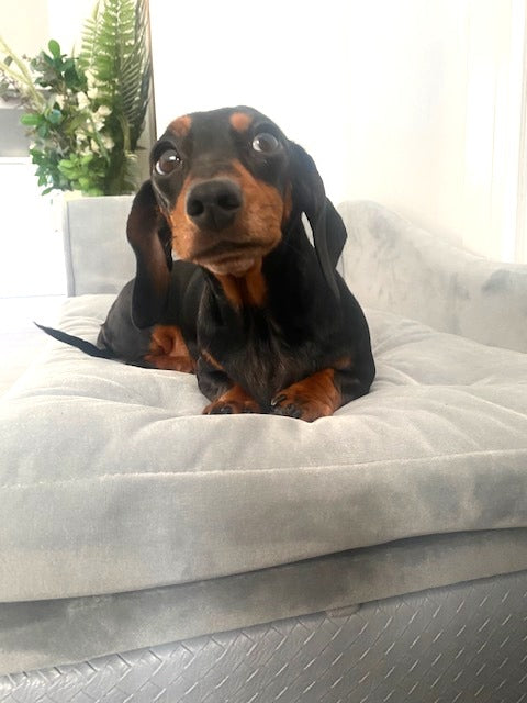Sausage Dog Box, Dachshund Fern Chaise Longue  Sofa Bed With Storage