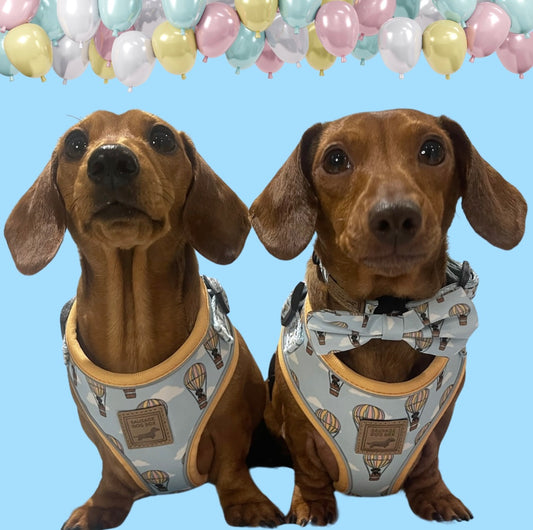Anti-Rub Sausage Dog Harness - Up Up & Away