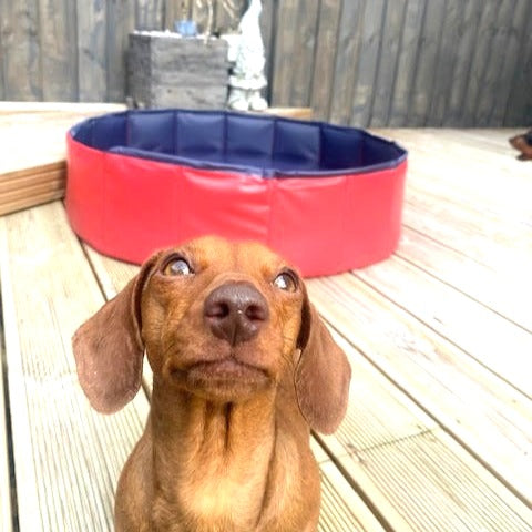 Dachshund Red Foldable Swimming Pool