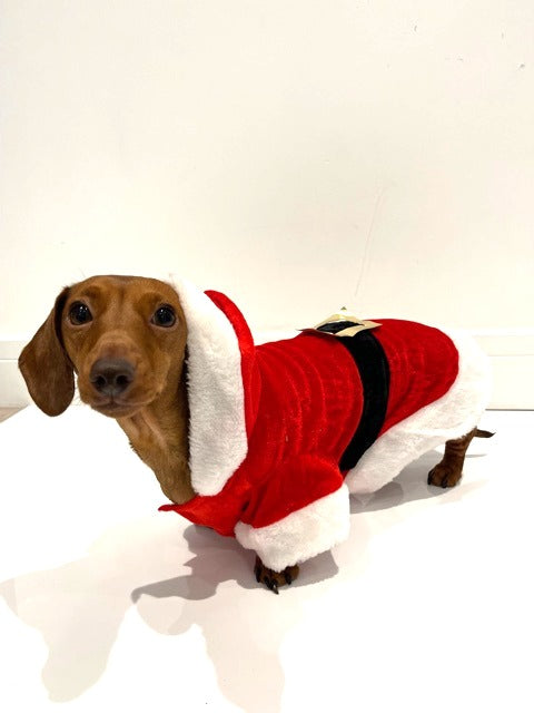 Sausage Dog Box Christmas Santa Outfit with Belt