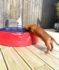 Load image into Gallery viewer, Dachshund Red Foldable Swimming Pool
