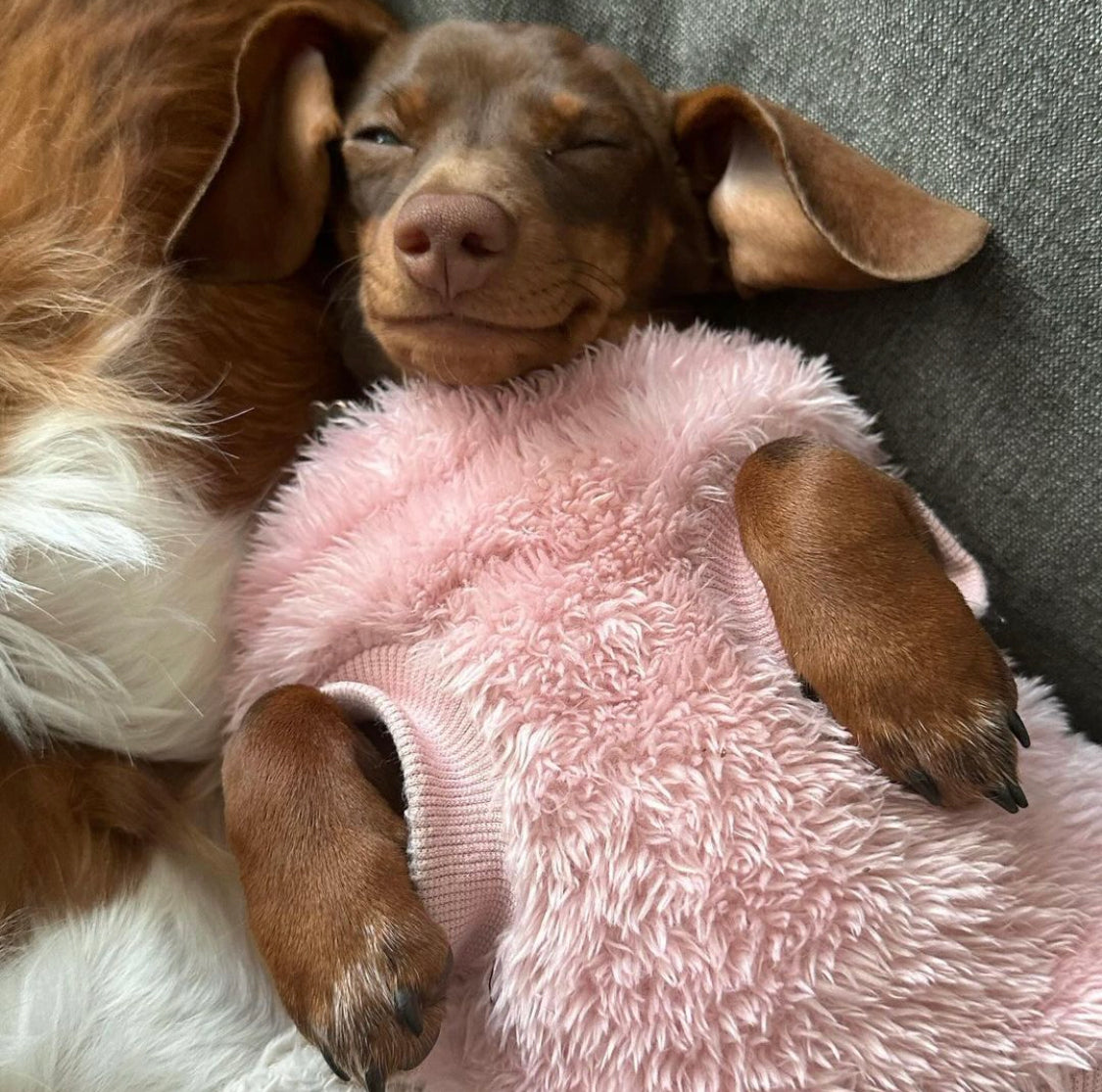 Dachshund Snuggle Fleece - Blush Pink