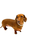 Load image into Gallery viewer, Sausage Dog Box Pearl / Diamond Style Necklace
