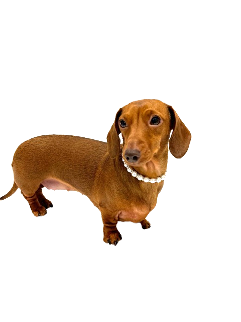 Sausage Dog Box Pearl / Diamond Style Necklace