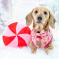 Load image into Gallery viewer, ‘Dashin’ Through The Dough’ Gingerbread Anti-Rub Dachshund Christmas Harness
