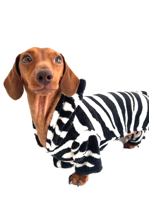 CLEARANCE - Sausage Dog Box Dachshund Zebra Outfit