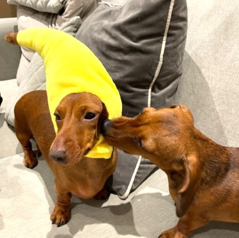 Sausage Dog Box Banana Hat