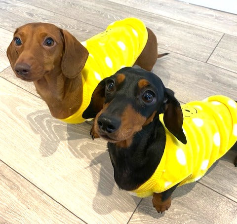 Sausage Dog Box, Dachshund Yellow Bear Fleece PJ's/Jumper