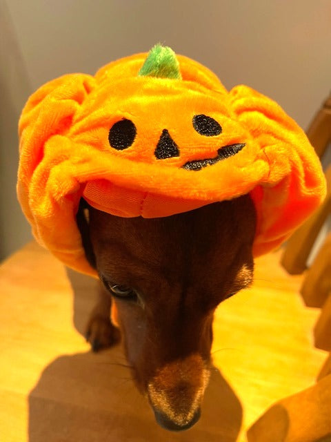 Sausage Dog Box Pumpkin Hat