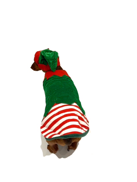 Sausage Dog Box Christmas Elf Outfit