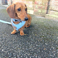 Load image into Gallery viewer, Reflective Flashing Dachshund Harness - Glow Getter
