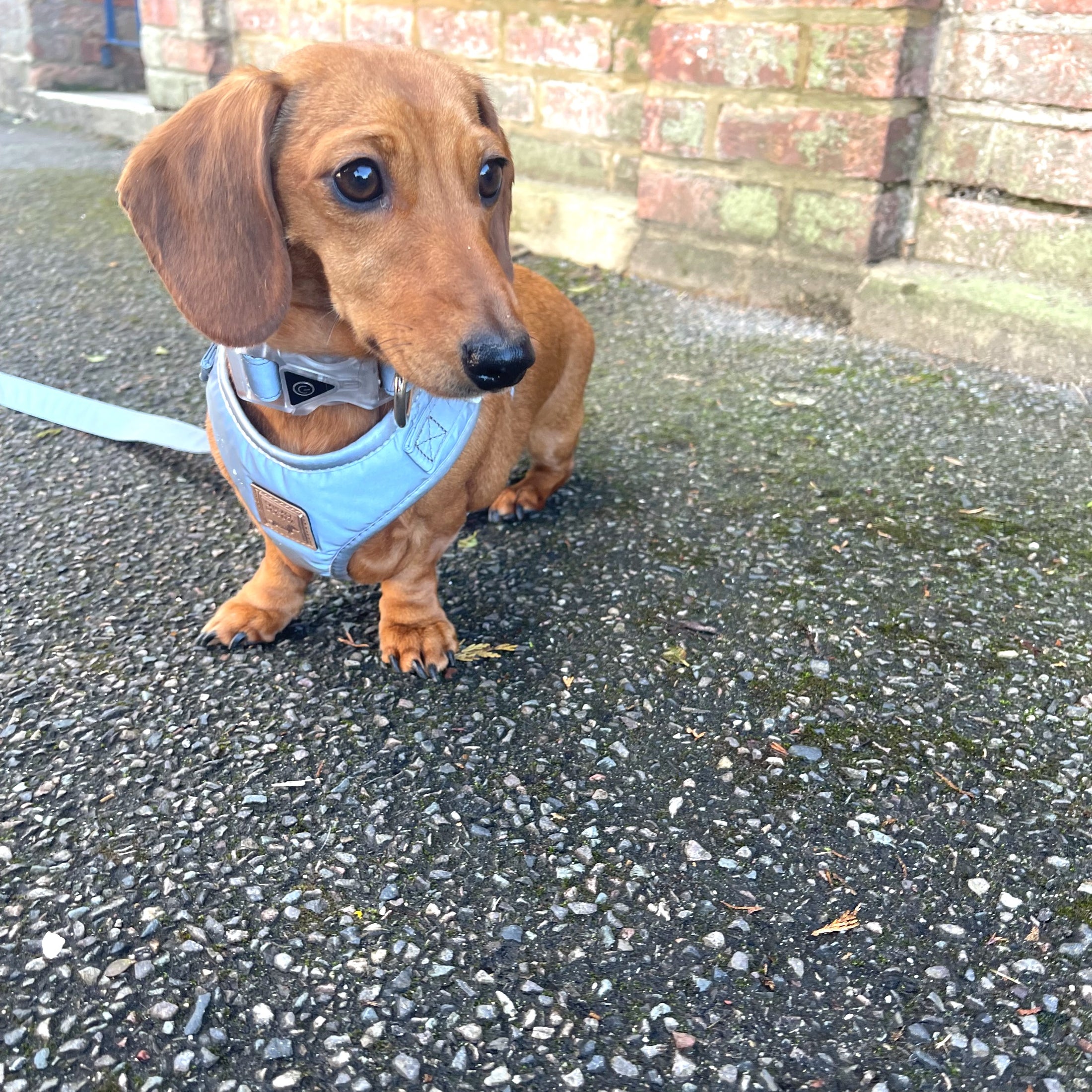 Reflective Flashing Dachshund Harness - Glow Getter