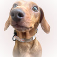 Load image into Gallery viewer, Adjustable Collar -Saucy Sausage
