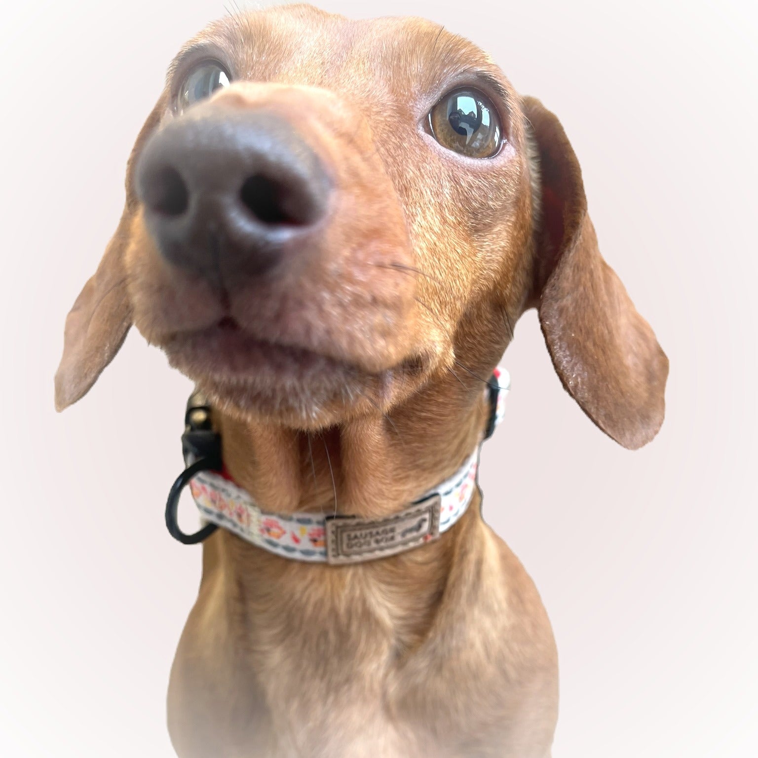 Adjustable Collar -Saucy Sausage