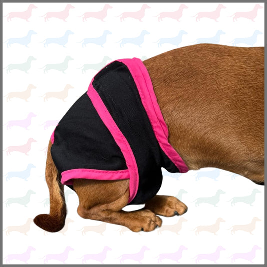 Sausage Dog Box Dog Season Knickers/Pants