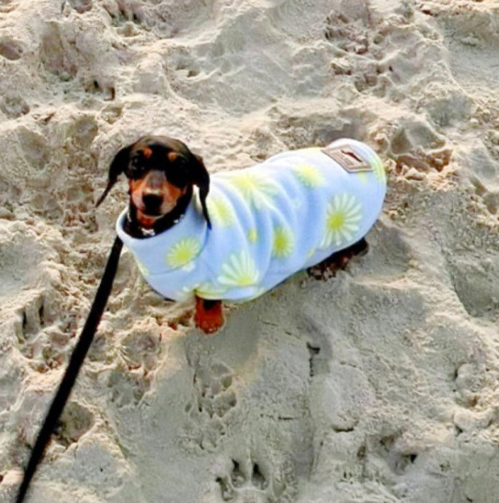 Sausage Dog Box Dachshund Designer Daisy Pullover Jumper