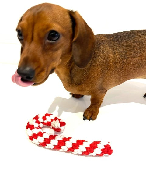 Sausage Dog Box Christmas Candy Cane Rope Toy