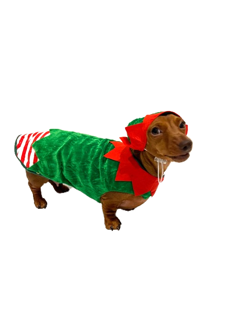 Sausage Dog Box Christmas Elf Outfit
