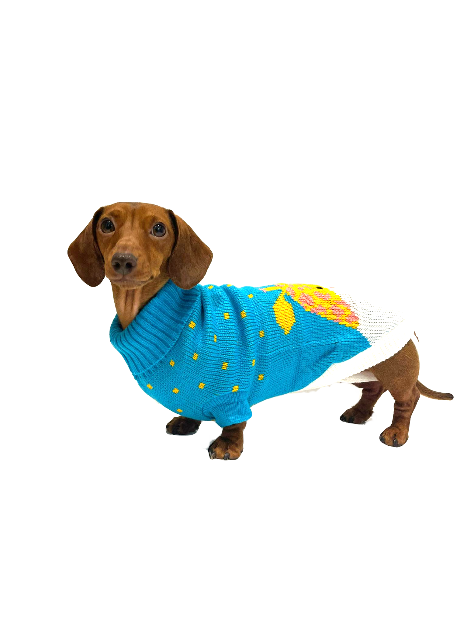 Sausage Dog Box Dachshund Giraffe Jumper