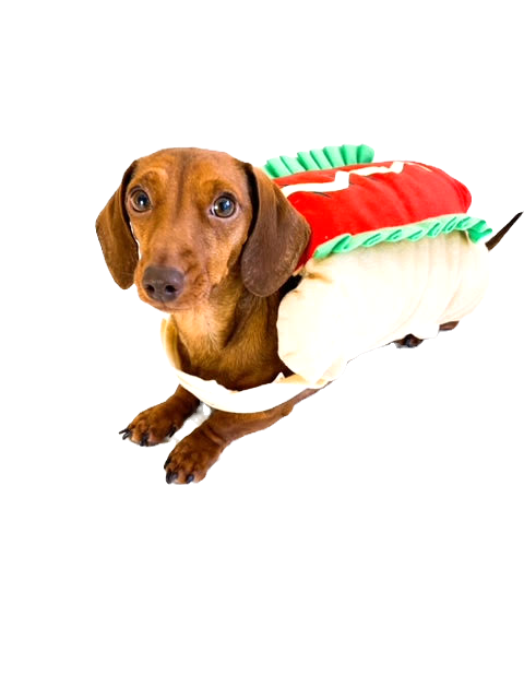 Sausage Dog Box Hot Dog Dress Up Outfit