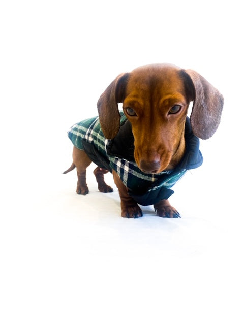 Sausage Dog Box, Dachshund Reversible Plaid Coat Green