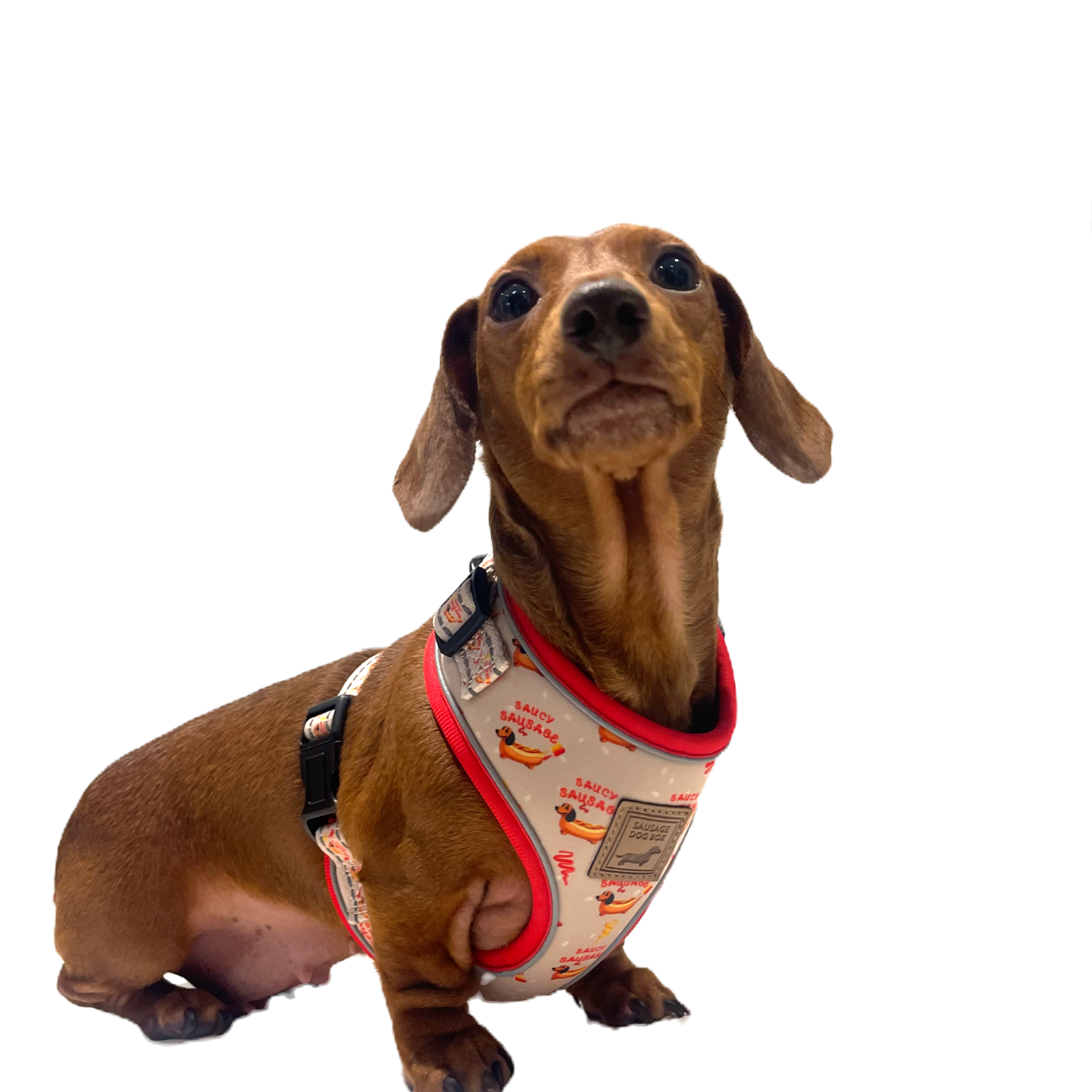 Adjustable Harness - Saucy Sausage