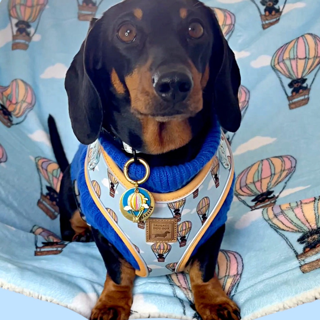 Anti-Rub Sausage Dog Harness - Up Up & Away