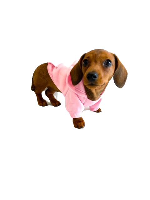 Sausage Dog Box Pink Dachshund Hoodie