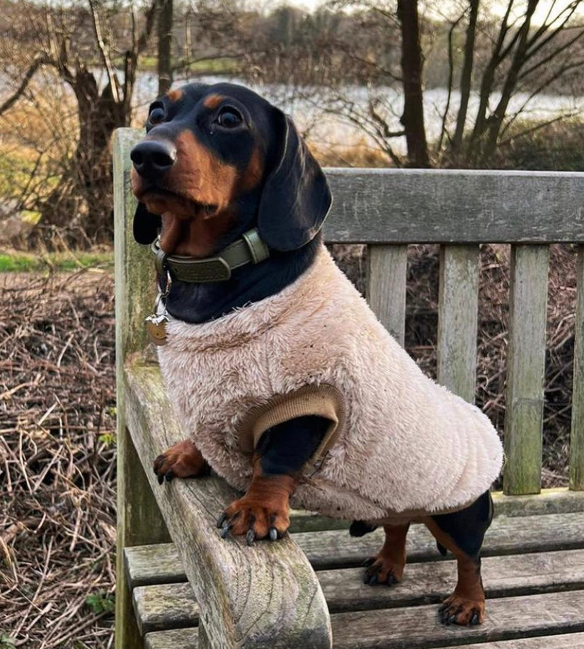 Butterscotch Beige Dachshund Snuggle Fleece - Sausage Dog Box Jumper