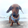 Load image into Gallery viewer, Adjustable Collar - Up Up & Away
