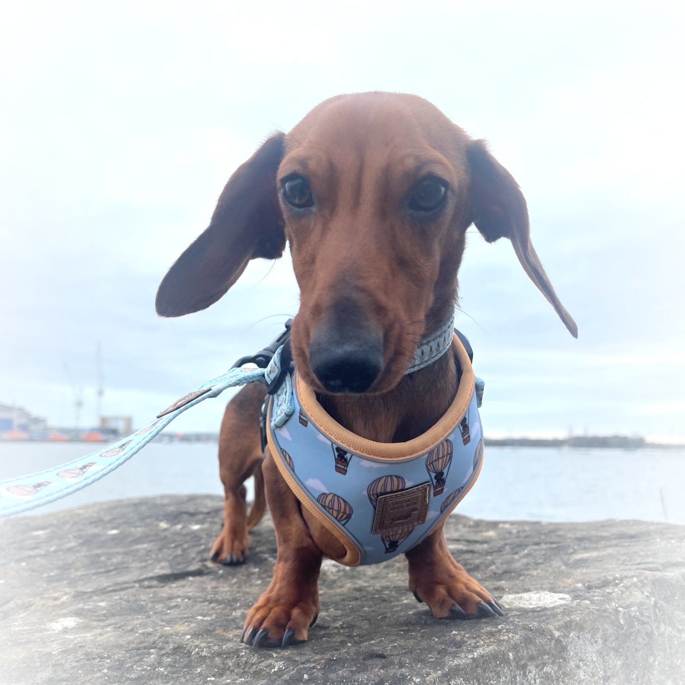 Adjustable Collar - Up Up & Away