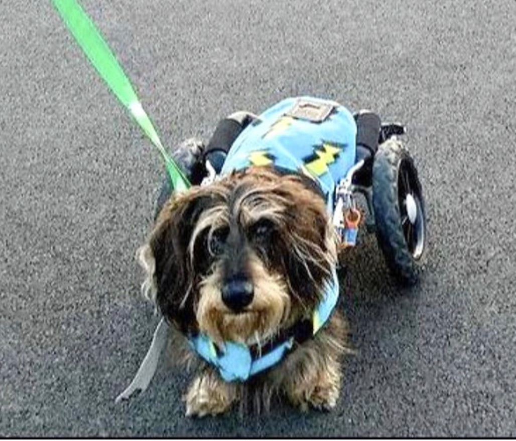 Sausage Dog Box Designer Fleece Waterproof 'Lightning Bolt' Coat