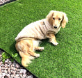 Load image into Gallery viewer, Butterscotch Beige Dachshund Snuggle Fleece - Sausage Dog Box Jumper
